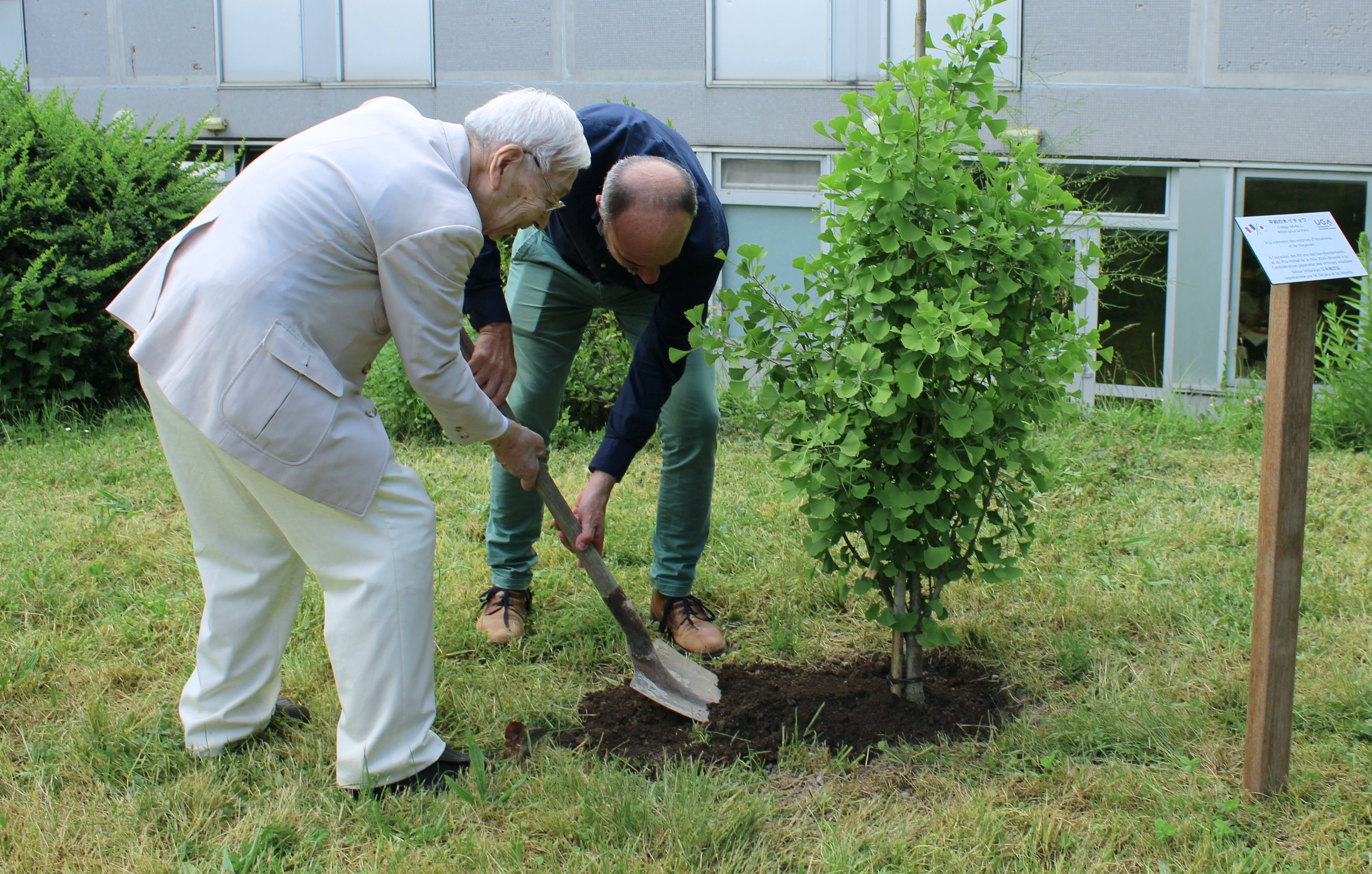 Un Ginkgo biloba a été planté, au coeur du campus Santé, en hommage aux victimes des bombardements nucléaires de 1945.