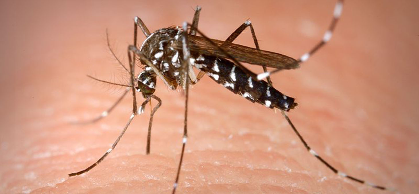 Moustique - Aedes Albopictus