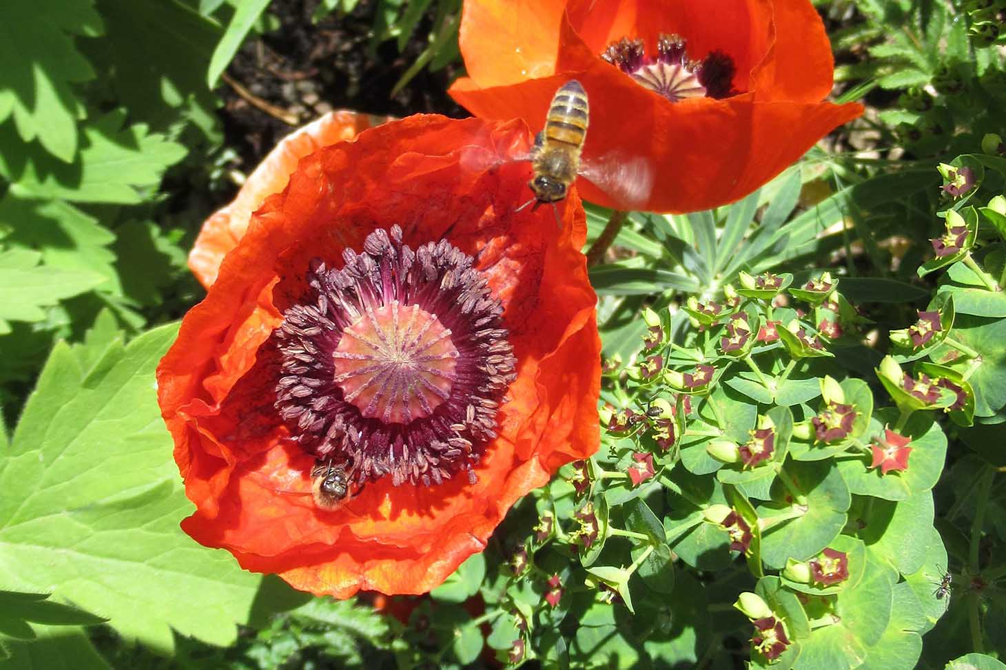 Pavot d'Orient - Jardin Dominique Villars